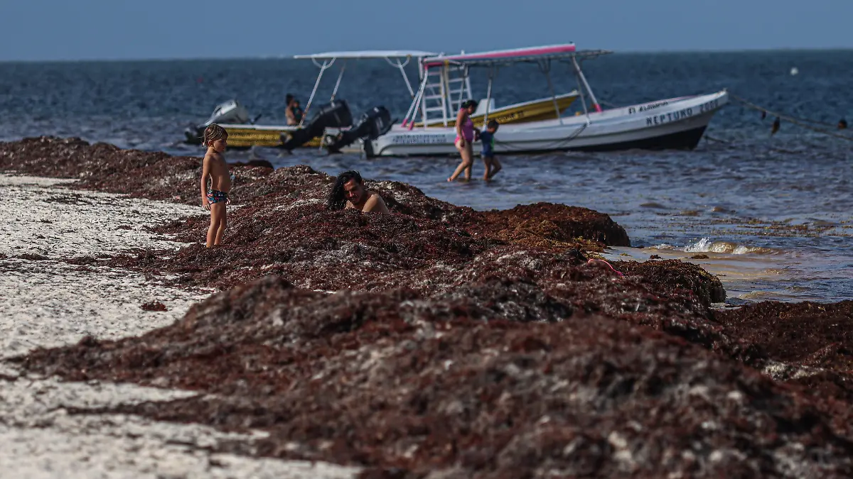 Alerta por aumento de sargazo en playas de Quintana Roo